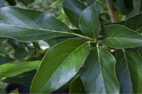 Gambar Daun Alpukat