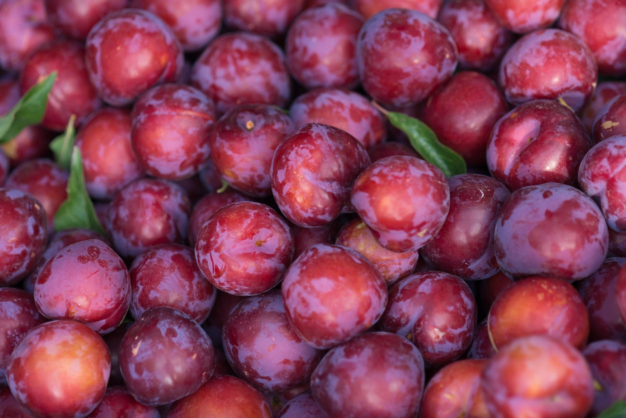 Gambar Buah Plum