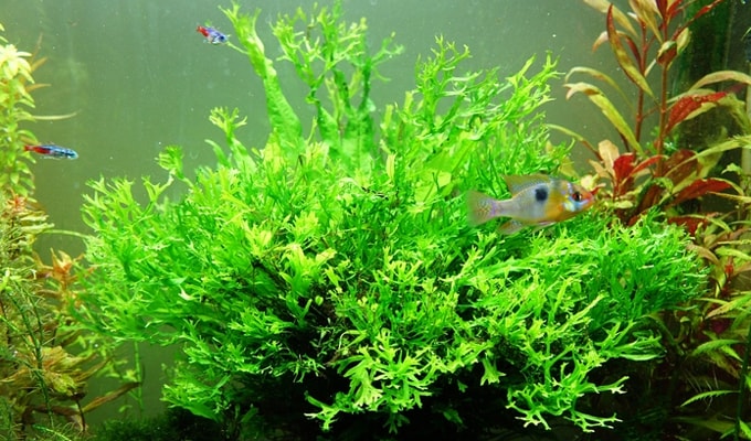Gambar Salah Satu Jenis Tanaman Aquascape