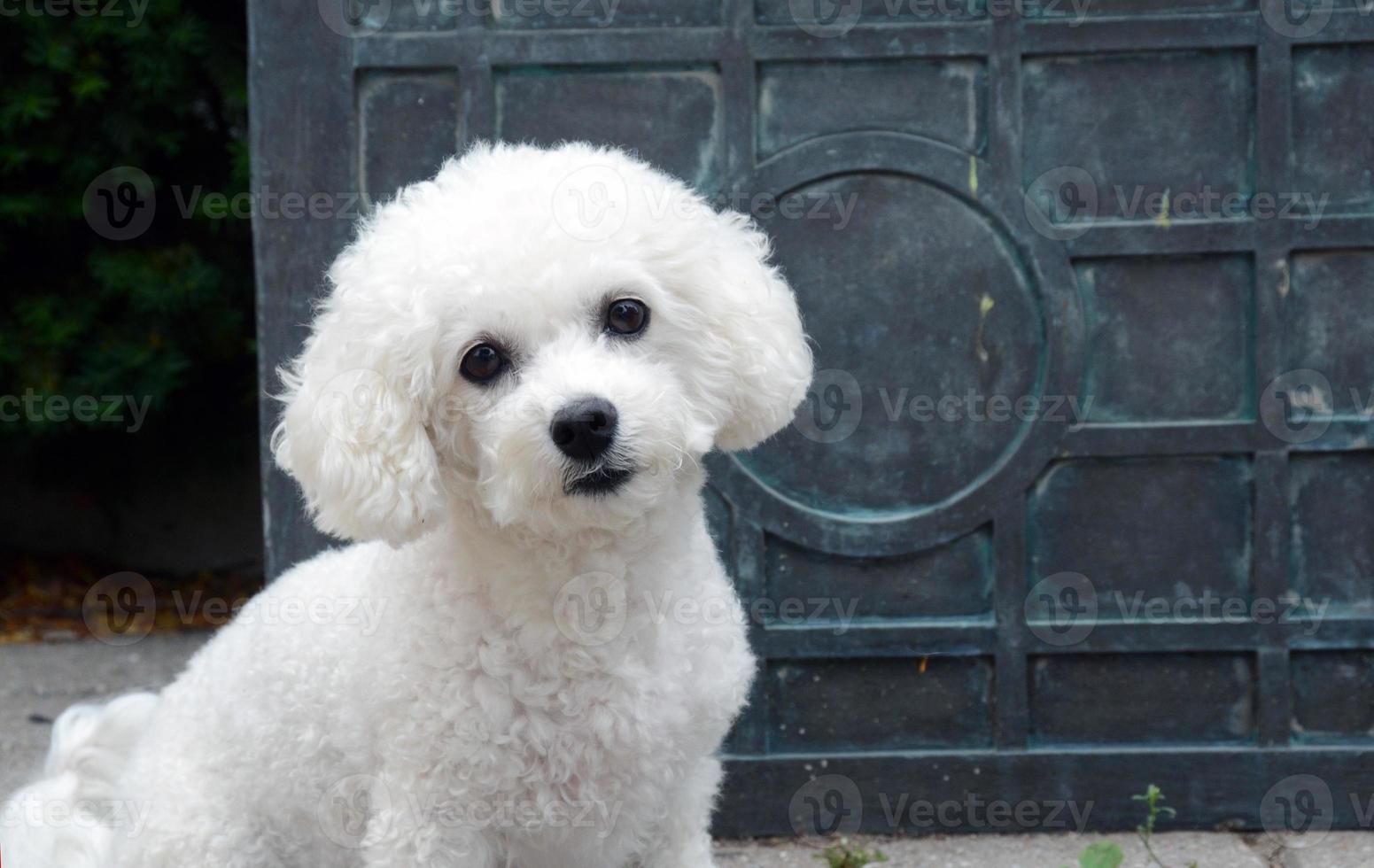 Bichon Frisé