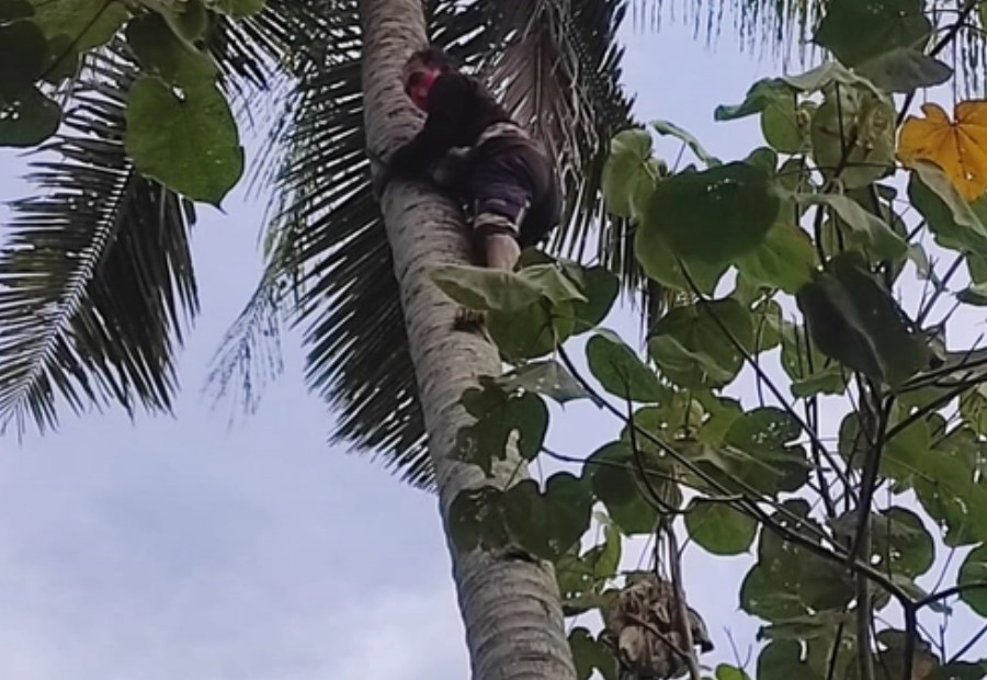 Tidur di Atas Pohon