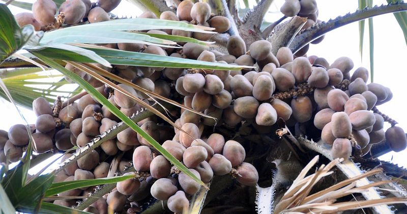 Gambar Buah Zuriat (www.popmama.com)