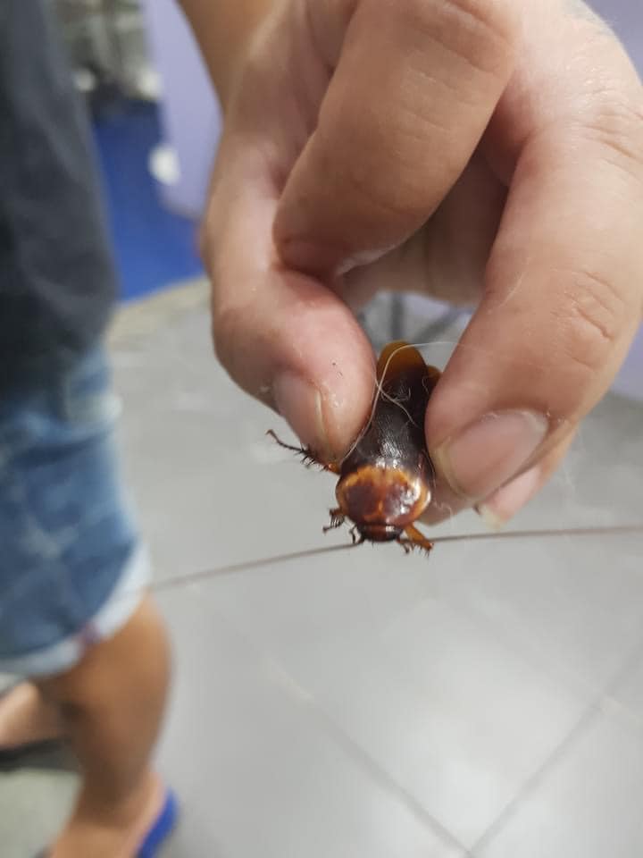 Kecoa