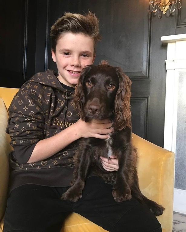 Cruz Beckham