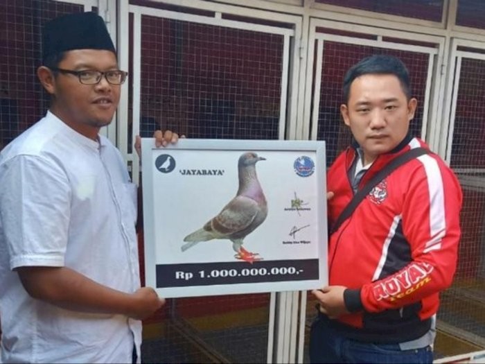 Burung Merpati