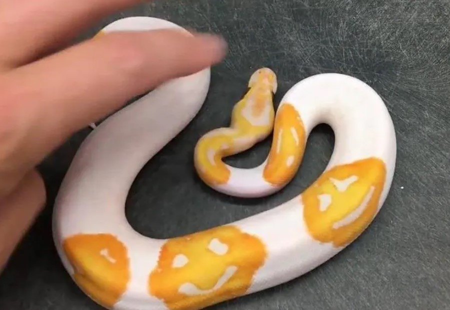 ular