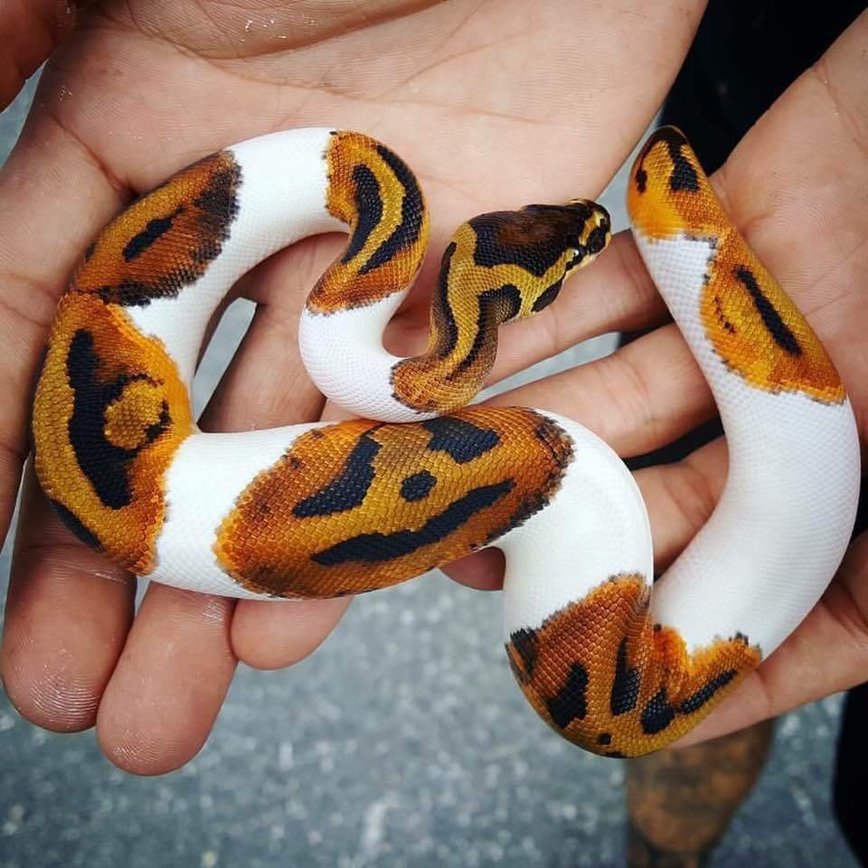 Ular