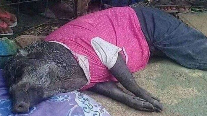 Babi hutan yang bertingkah seperti manusia (jakarta.tribunnews)