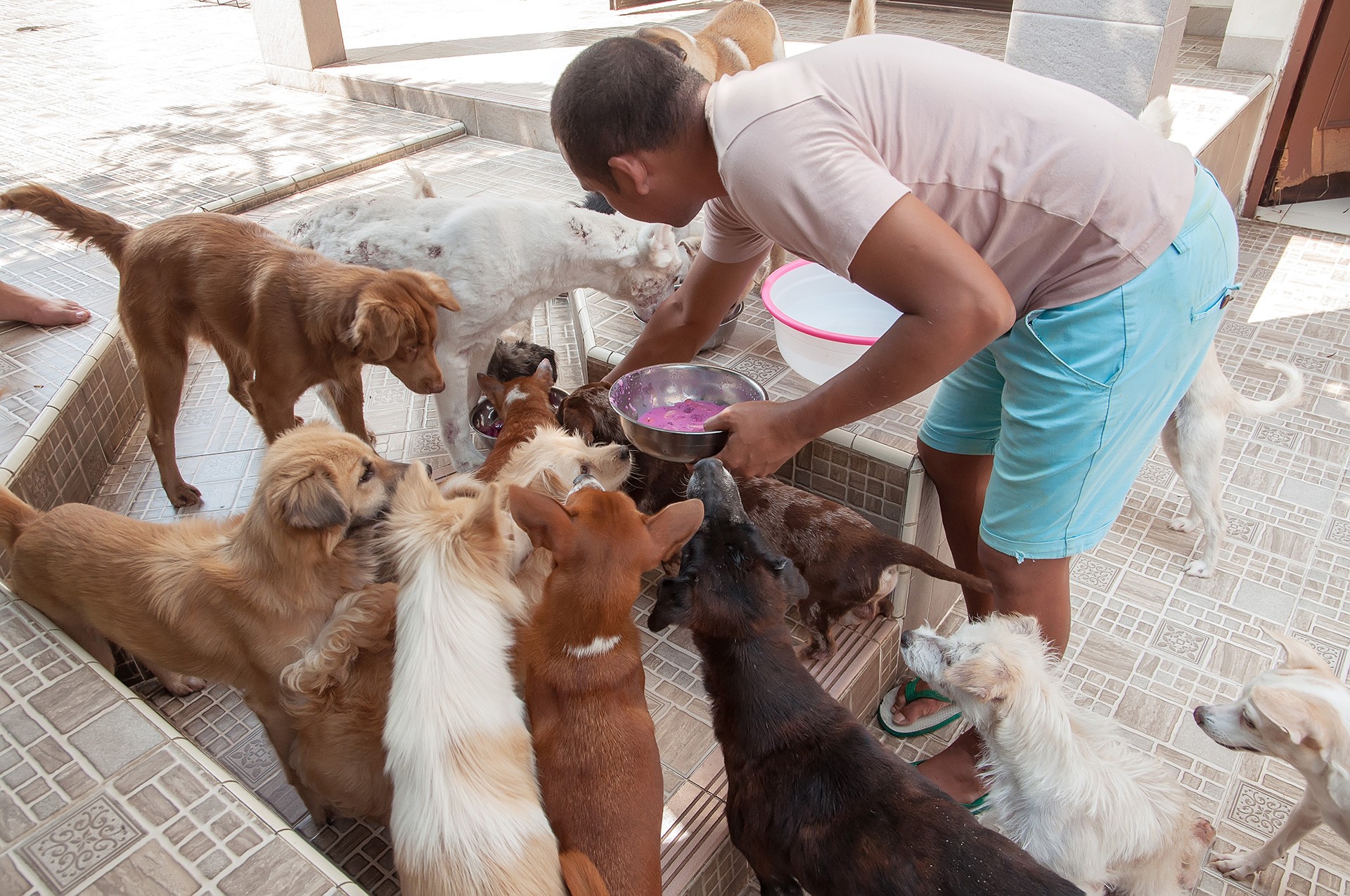 Ilustrasi Orang Memberi Makan Anjing