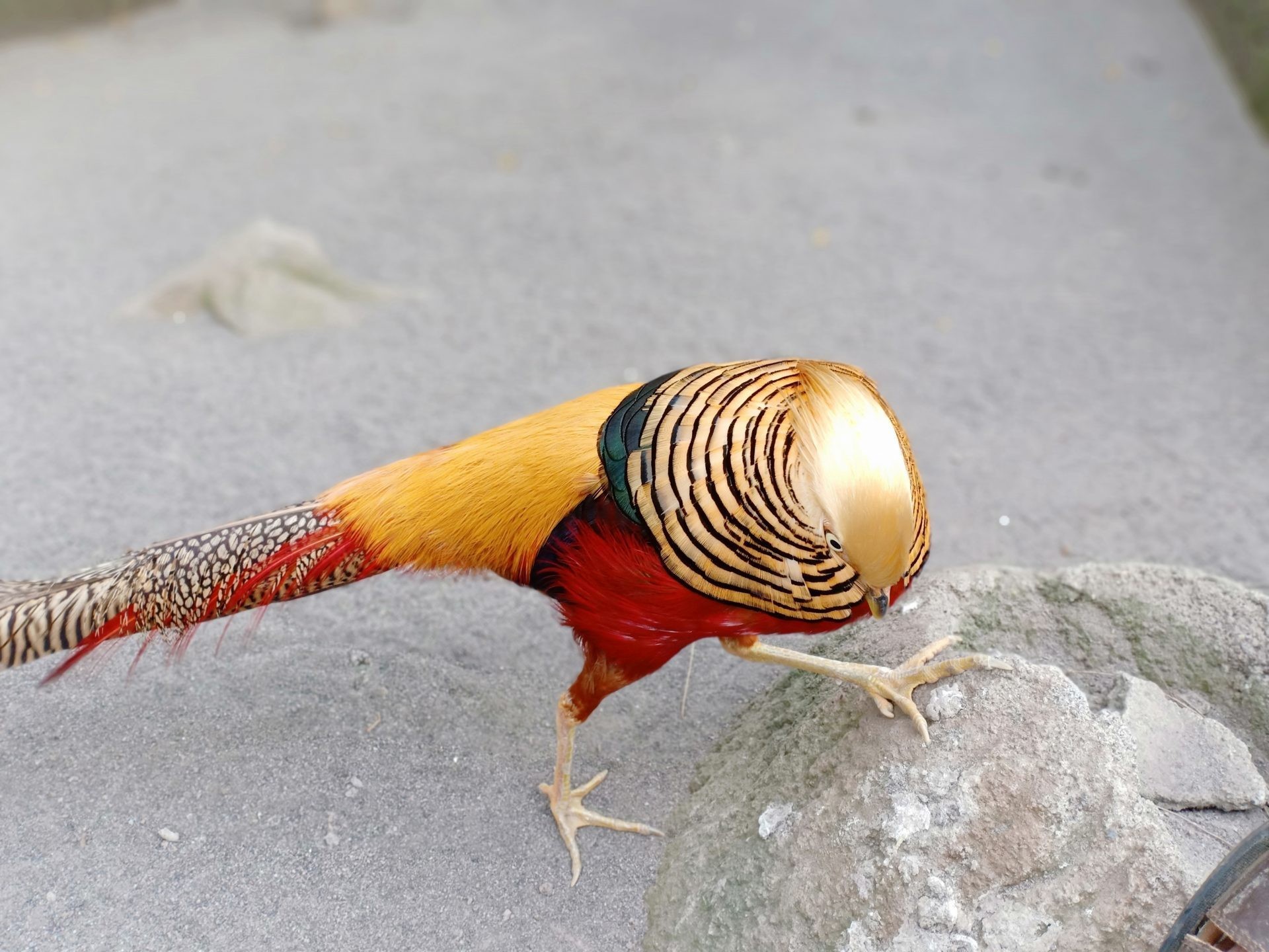Ilustrasi Ayam Hias Golden Pheasant