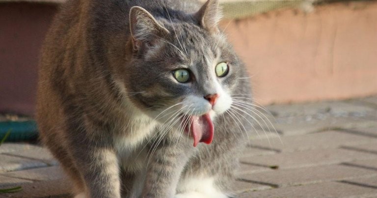 Ilustrasi Kucing Muntah