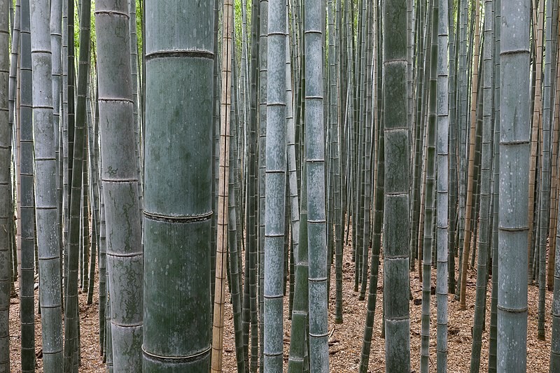 Bambu