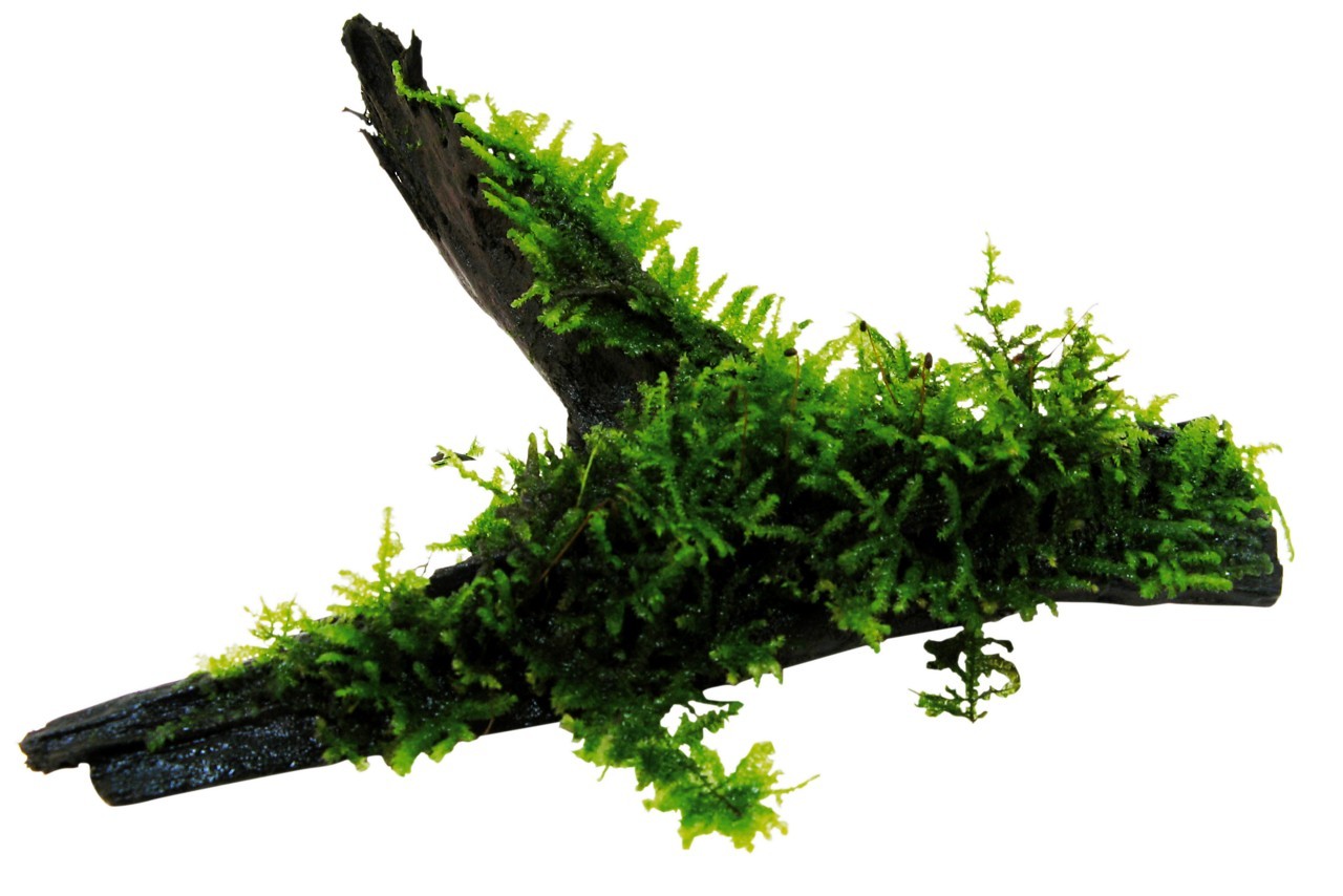 Java Moss