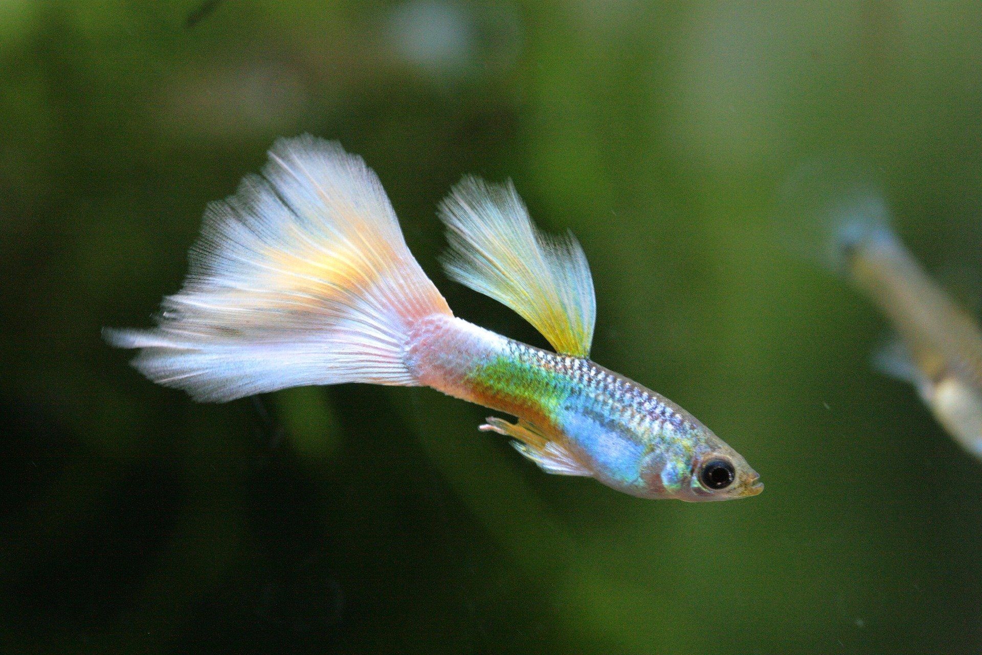 Ilustrasi Ikan Hias Guppy