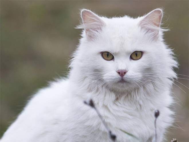 Kucing Anggora Berwarna Putih