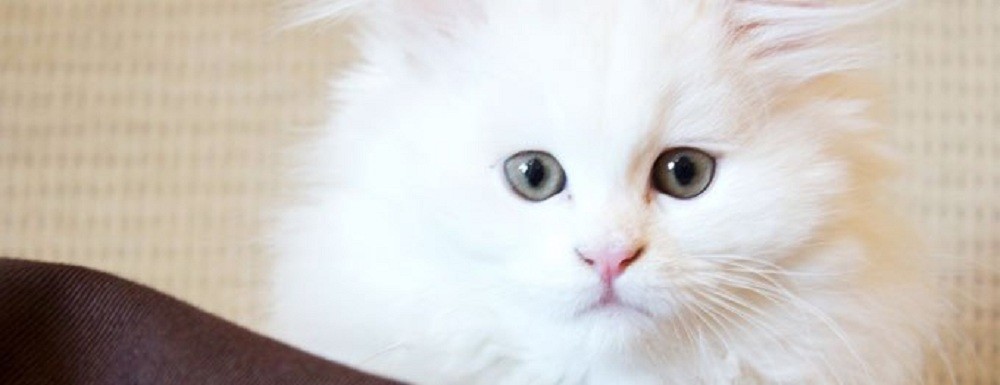 Foto Kucing Anggora