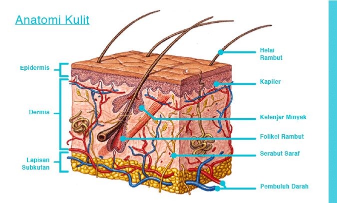 Ilustrasi Saraf Rambut