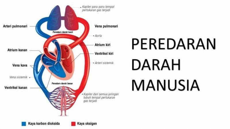 Ilustrasi Sistem Peredaran Darah Manusia
