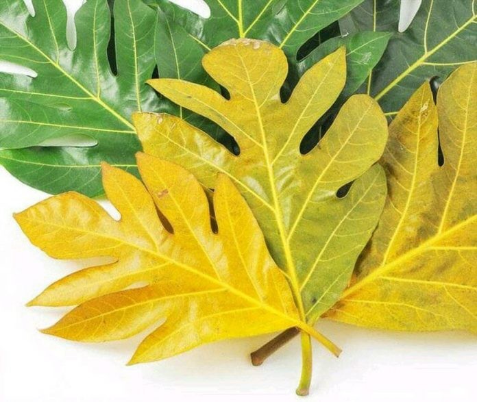 Contoh Daun Sukun