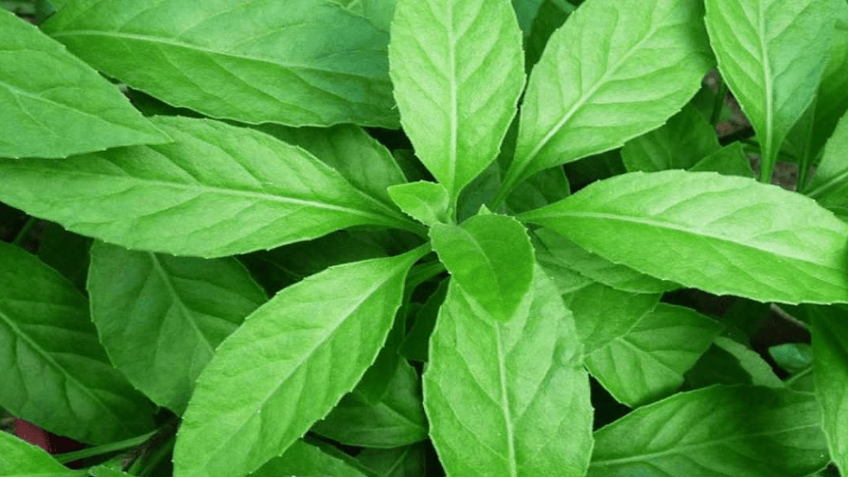 Manfaat Daun Sembung