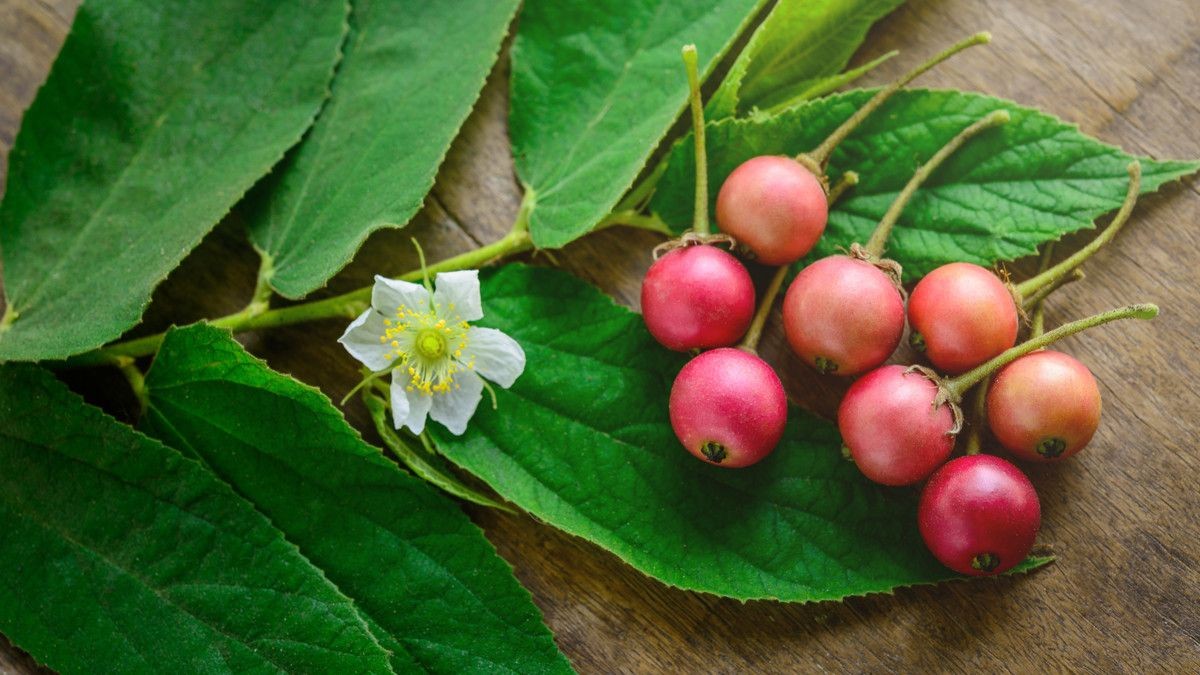 Foto Daun dan Buah Kersen 