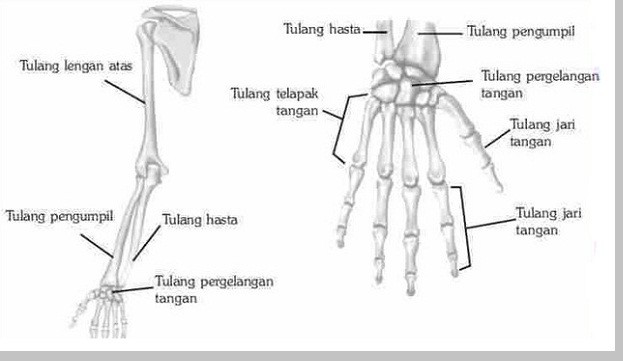 Bagian Tulang Gerak Bagian Atas