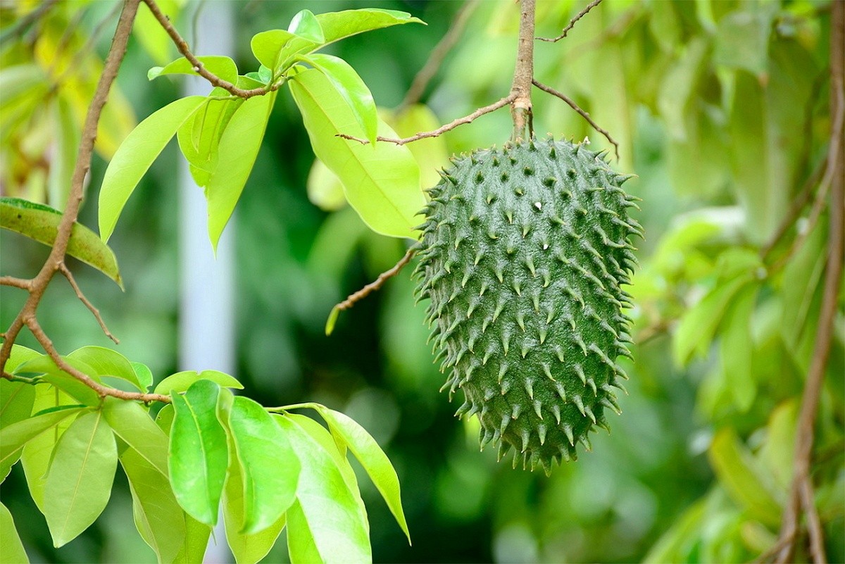 Daun sirsak untuk menghilangkan kutu 