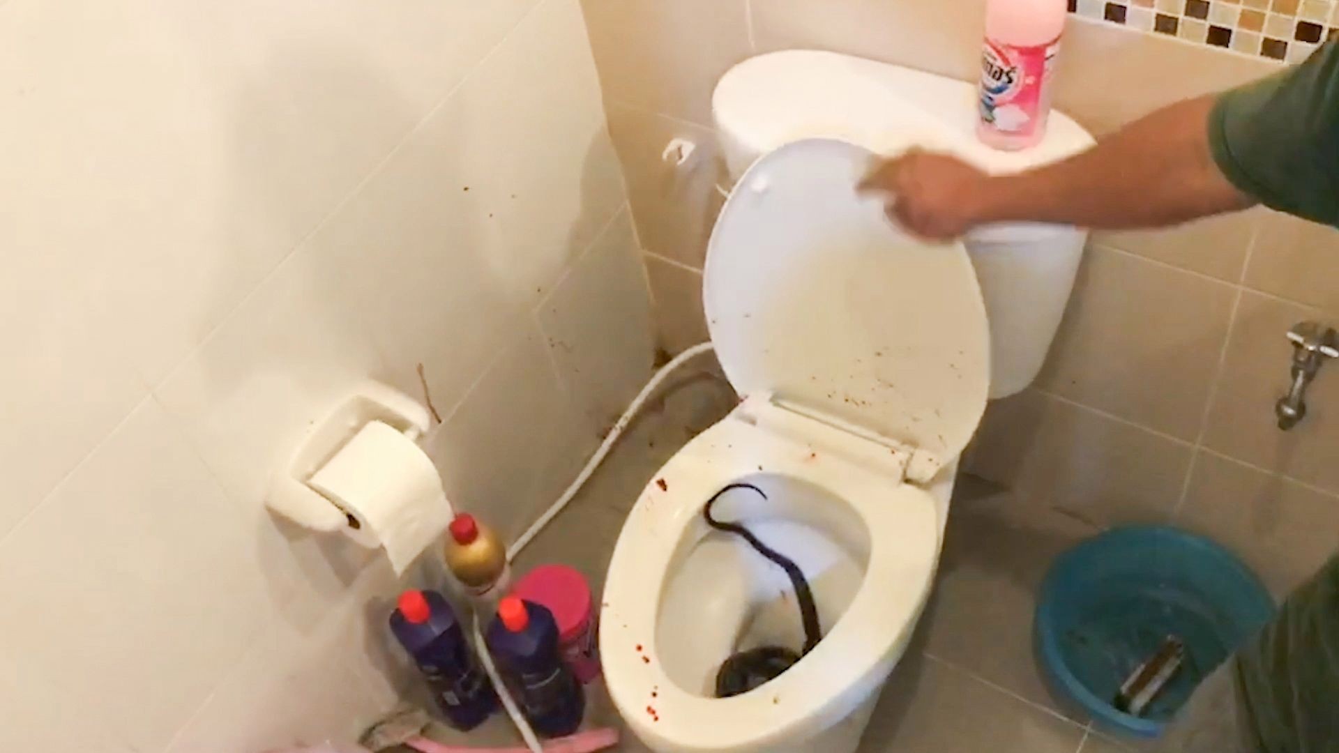 .Ular sanca bersembunyi di toilet dan menggigit kemaluan pemuda