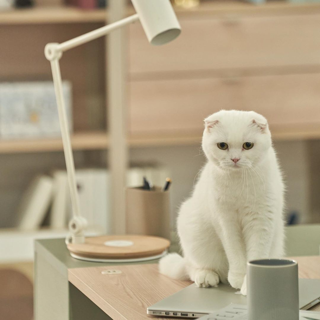 Adopsi Kucing Jogja: Ini Tips Adopsi Anak Kucing yang Harus Anda Tahu