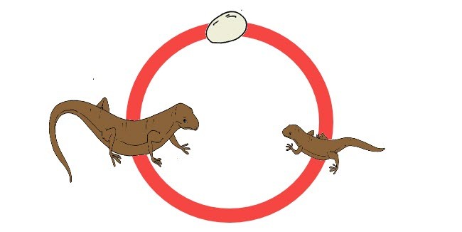 Ilustrasi Daur Hidup Kadal