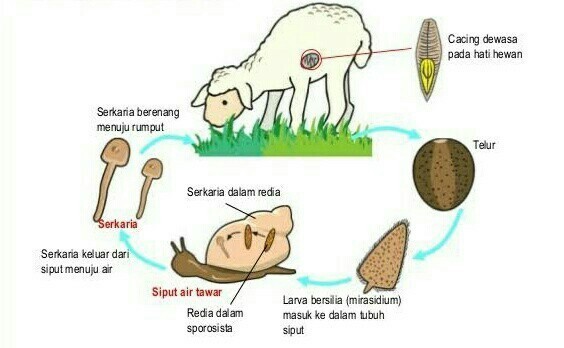 Ilustrasi Daur Hidup Hewan 