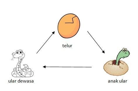 Ilustrasi Daur Hidup Ular 