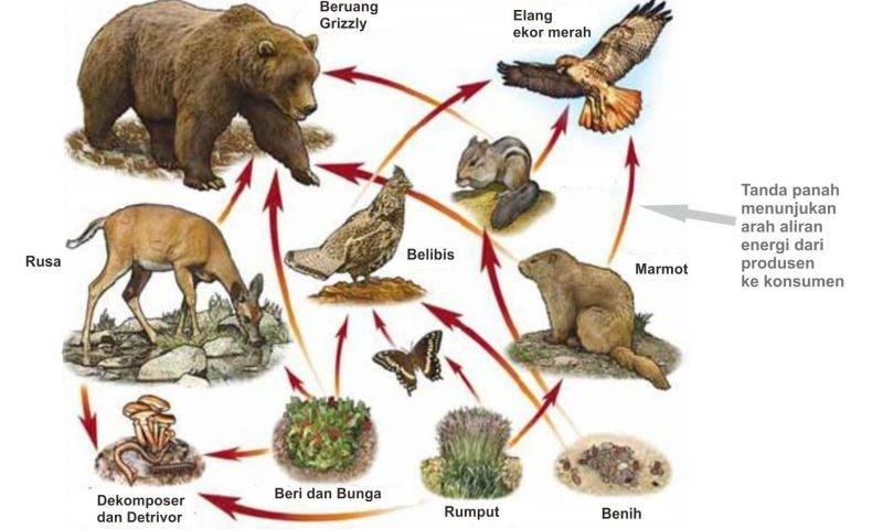 Ilustrasi Rantai Makanan di Hutan