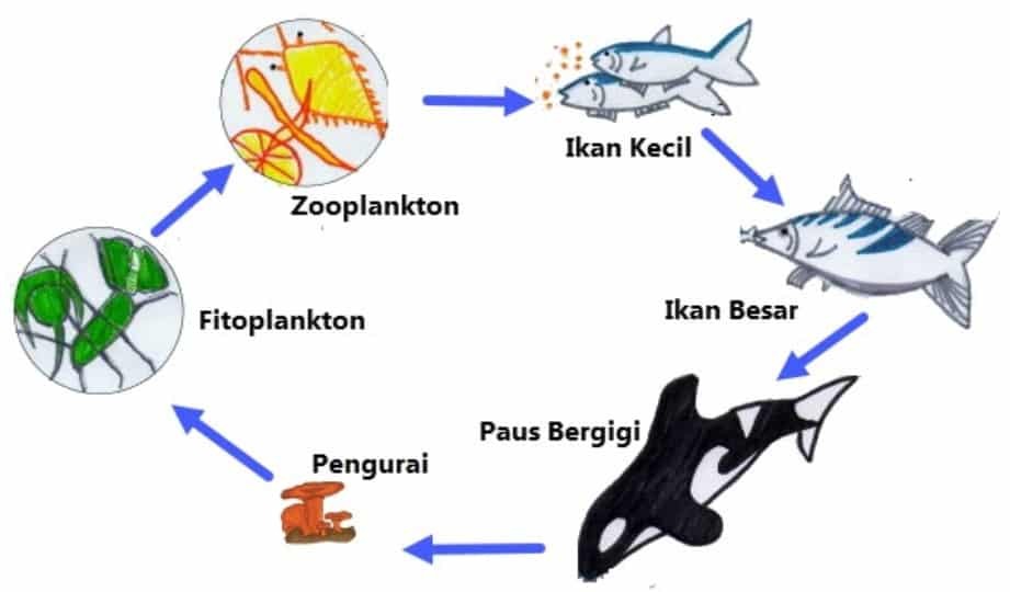 Ilustrasi Rantai Makanan di Laut