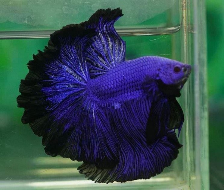 Ilustrasi Jenis Ikan Cupang Halfmoon