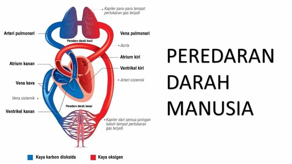 Ilustrasi Peredaran Darah Manusia