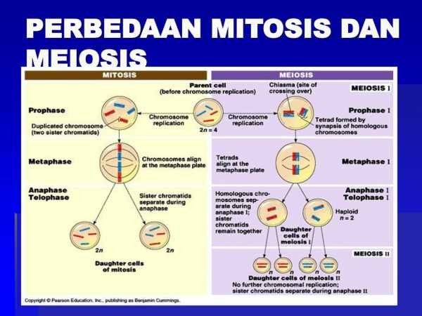 Ilustrasi Pembelahan Sel Mitosis dan Meiosis