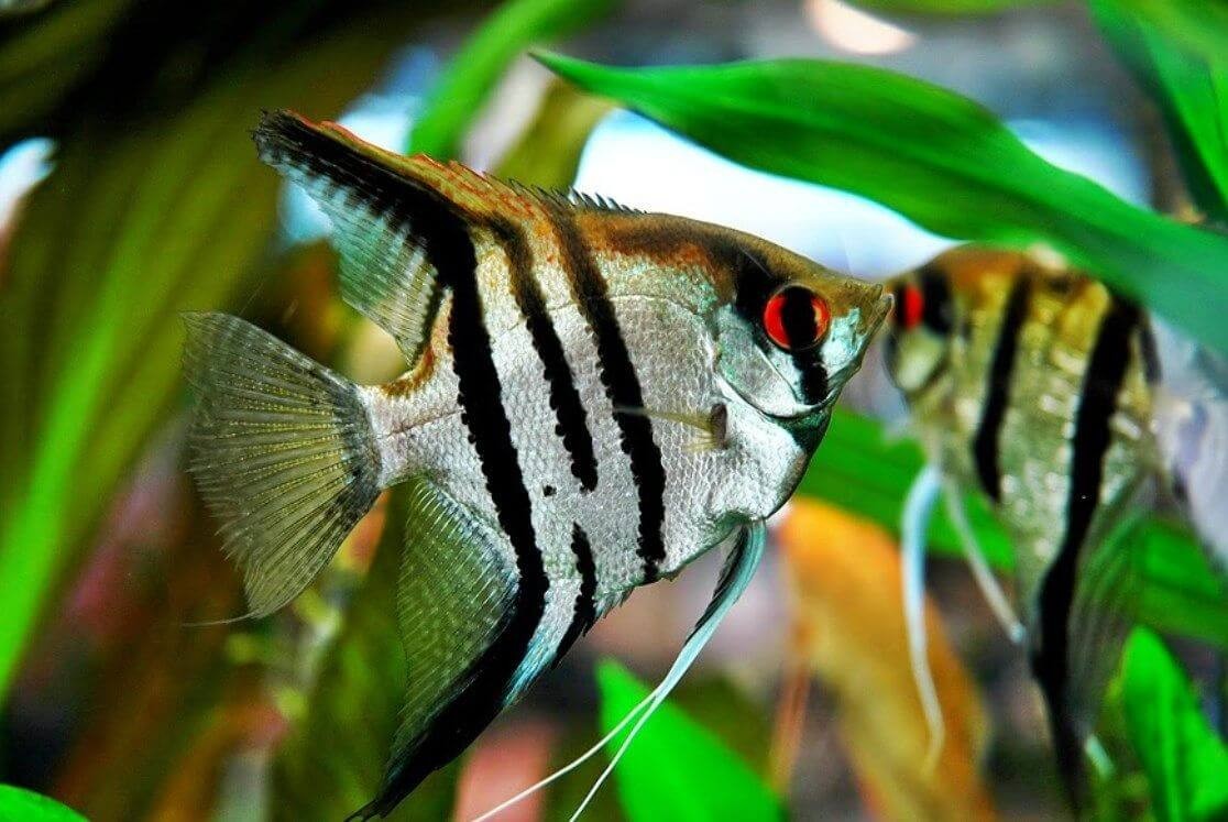 Ikan Manfish