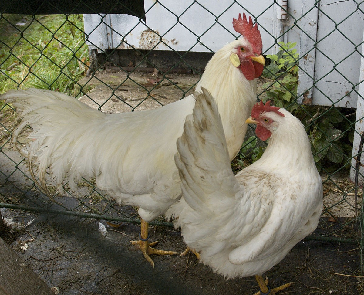 Leghorn 