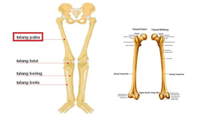 Gambar Tulang Paha Manusia 