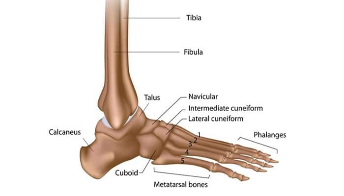 Stuktur Anatomi Tulang Telapak Kaki Manusia 