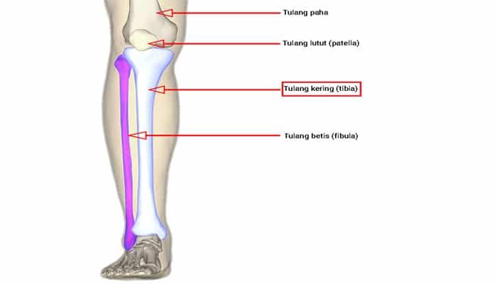 Ilustrasi Tulang Kering Manusia