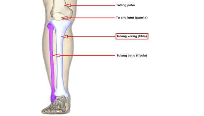 Ilustrasi Tulang Kering Manusia 