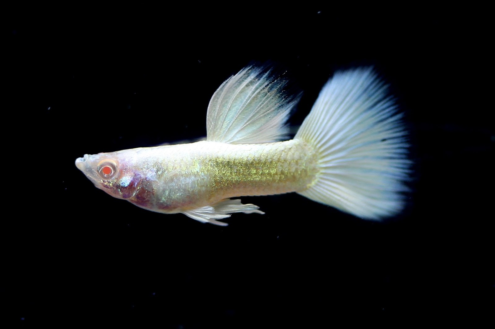 Guppy Albino