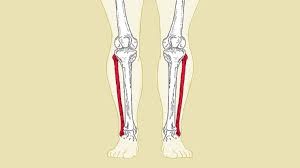 Ilustrasi Tulang Betis Manusia