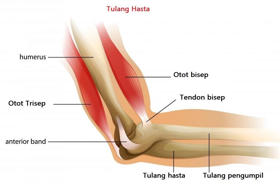 Ilustrasi Anatomi Tulang Hasta Manusia 