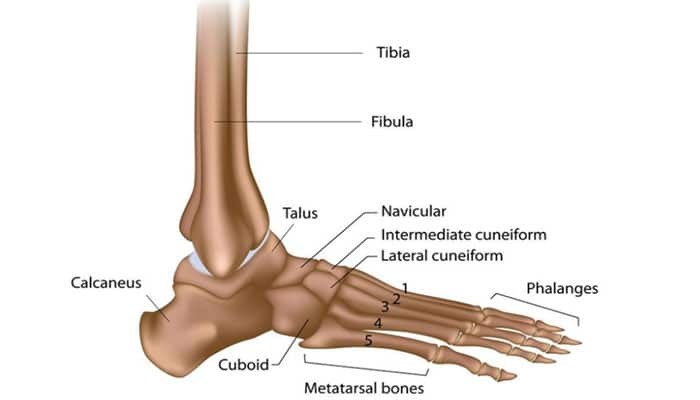 Ilustrasi Struktur Jari Kaki Manusia 