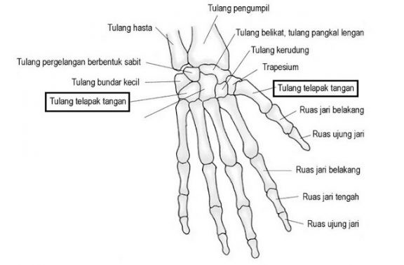 Ilustrasi Struktur Jari Manusia