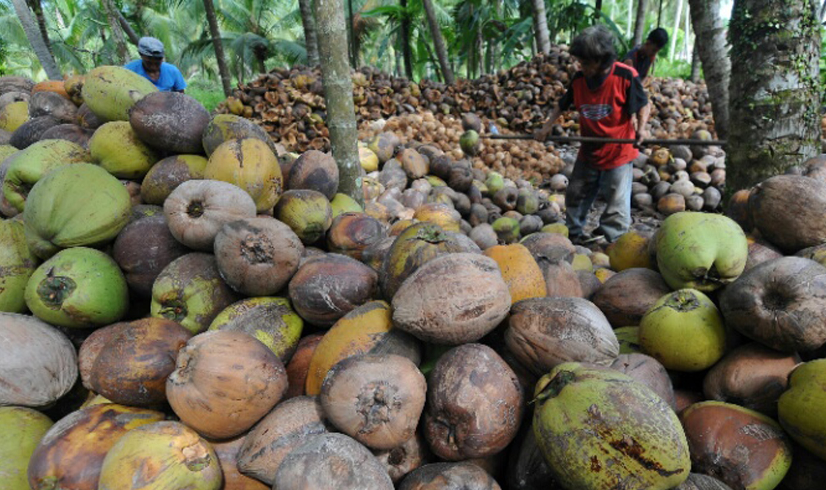 Buah kelapa