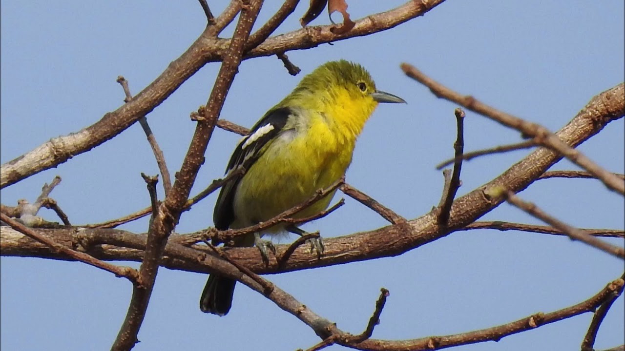Burung Cipoh Kacat